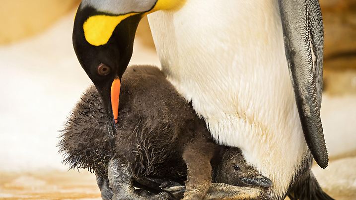 HANDOUT - 27.08.2020, Österreich, Wien: Ein Küken kuschelt mit einem Königspinguin in einem Gehege. Das Tier kam am 16. Juli zur Welt. Zum dritten Mal bekam das Königspinguin-Pärchen im Tiergarten Schönbrunn Nachwuchs. Foto: Daniel Zupanc/TIERGARTEN SCHÖNBRUNN/APA/dpa - ACHTUNG: Nur zur redaktionellen Verwendung im Zusammenhang mit der aktuellen Berichterstattung und nur mit vollständiger Nennung des vorstehenden Credits +++ dpa-Bildfunk +++