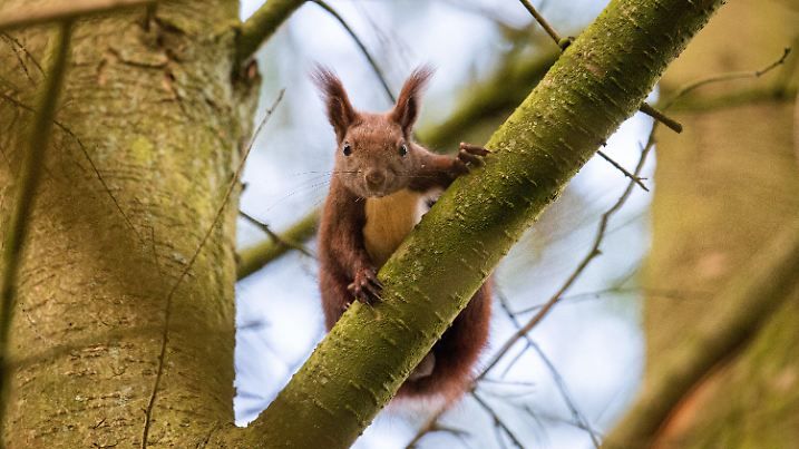 ARCHIV - 03.11.2020, Hamburg: Ein Eichhörnchen sitzt auf einem Baum und schaut aus sicherer Höhe interessiert auf den Fotografen. (zu dpa "Nabu: Eichhörnchen haben sich in Hamburg gut eingerichtet") Foto: Daniel Reinhardt/dpa +++ dpa-Bildfunk +++