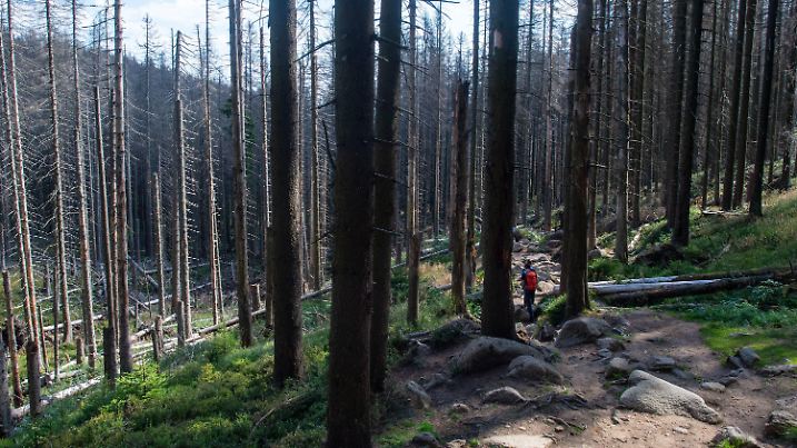 ARCHIV - 11.09.2019, Sachsen-Anhalt, Wernigerode: Wanderer gehen im Nationalpark Harz durch ein Waldstück mit abgestorbenen Fichten. (Zu: «Waldsterben in Sachsen-Anhalt - Waldbesitzer suchen Hilfe») Foto: Klaus-Dietmar Gabbert/dpa-Zentralbild/dpa +++ dpa-Bildfunk +++