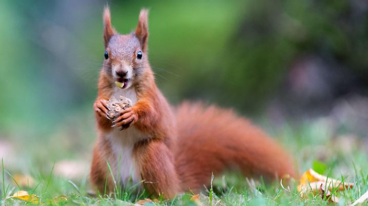 Ein Eichhörnchen frisst am 24.10.2017 in einem Park in Dresden (Sachsen) einen Pilz. Foto: Monika Skolimowska/dpa-Zentralbild/dpa +++(c) dpa - Bildfunk+++