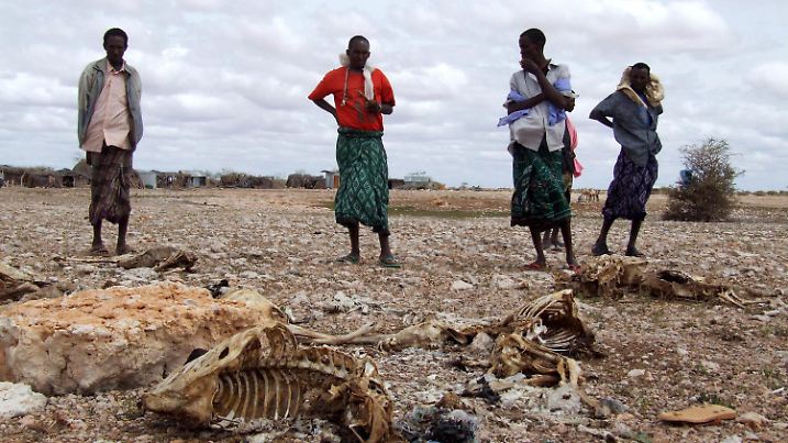 ARCHIV - 01.07.2008, Somalia, Bohol: Somalische Hirten, die ihren gesamten Viehbestand wegen anhaltender Trockenheit verloren haben, stehen neben den Kadavern der Tiere. Vier von fünf Naturkatastrophen sind nach einer Studie des Roten Kreuzes in den vergangenen zehn Jahren auf extremes Wetter und die Folgen der Klimakrise zurückgegangen. Dazu gehören Unwetter, Überschwemmungen und Hitzewellen. (zu dpa: "Rotes Kreuz: Mehr Katastrophen durch Klimawandel und Extremwetter") Foto: Badri Media/EPA/dpa +++ dpa-Bildfunk +++