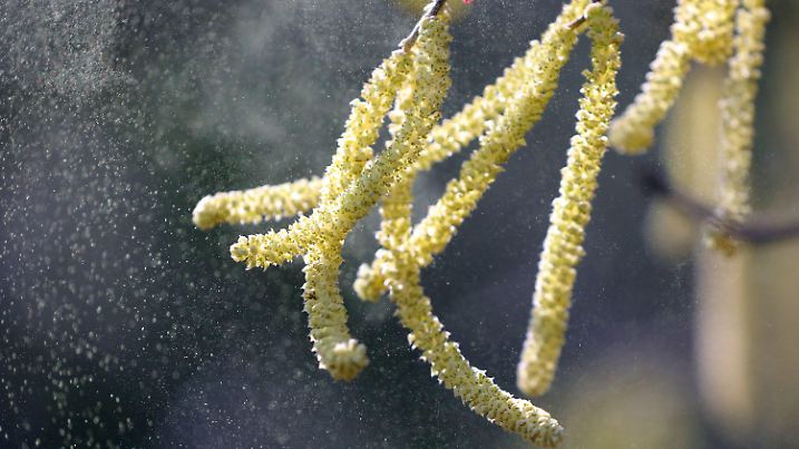 ARCHIV - 25.02.2019, Berlin: Pollen vom Hasel fliegen durch eine Parkanlage. In Nordrhein-Westfalen sind vereinzelt erste Pollen unterwegs und können Allergikern zu schaffen machen. An sonnigen und wärmeverwöhnten Stellen hat der Hasel bereits zu blühen begonnen. (zu dpa/lnw «Erste Pollen von Hasel und Erle unterwegs») Foto: Wolfgang Kumm/dpa +++ dpa-Bildfunk +++