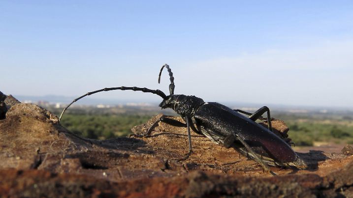 Moschusbock, Moschus-Bock, Moschusbockkaefer, Moschus-Bockkaefer Aromia moschata, auf Totholz, Deutschland, Baden-Wuerttemberg musk beetle Aromia moschata, on dead wood, Germany, Baden-Wuerttemberg BLWS373668