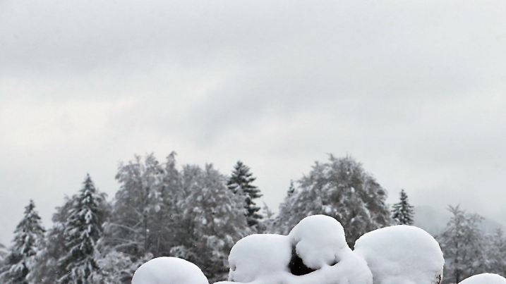 ARCHIV - Schneebedeckte Baumstämme liegen am 07.11.2016 in der winterlichen Landschaft bei Oberjoch (Bayern). Über die eisigen Temperaturen der vergangenen Wochen freuen sich vor allem die bayerischen Staatsforsten. Denn eisharter Boden ist perfekt, um Holz zu ernten. (zu dpa «Frost erleichtert Holzernte in Bayern» vom 04.02.2017) Foto: Karl-Josef Hildenbrand/dpa +++(c) dpa - Bildfunk+++