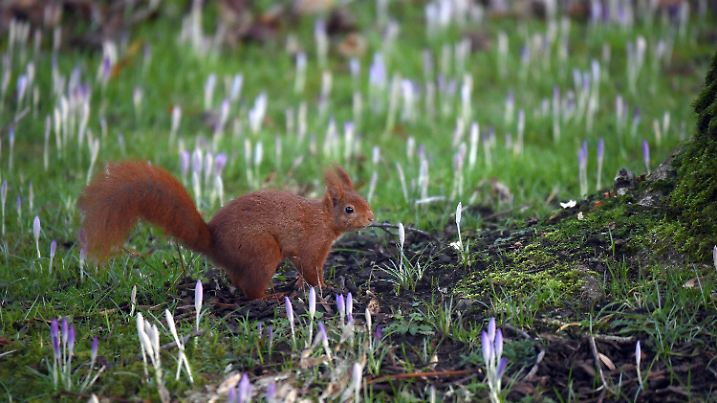 Ein Eichhörnchen sitzt am 29.01.2016 im Botanischen Garten in Köln (Nordrhein Westfalen) auf einer Wiese zwischen Krokussen. Foto: Henning Kaiser/dpa +++(c) dpa - Bildfunk+++