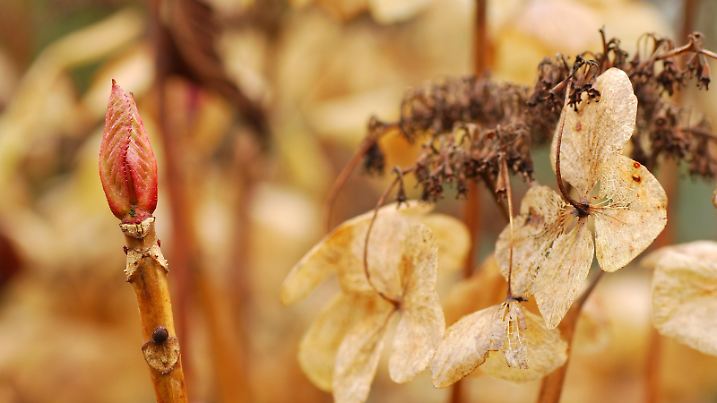 Hydrangea development of a new bud. In the background the old dried up plant.Macro picture in wintertime.Latin name: Hydrangeaceae