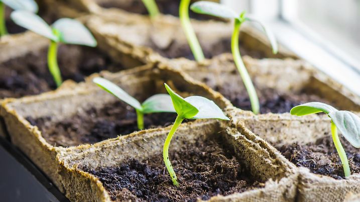Seedlings in cups. Selective focus. nature plants.