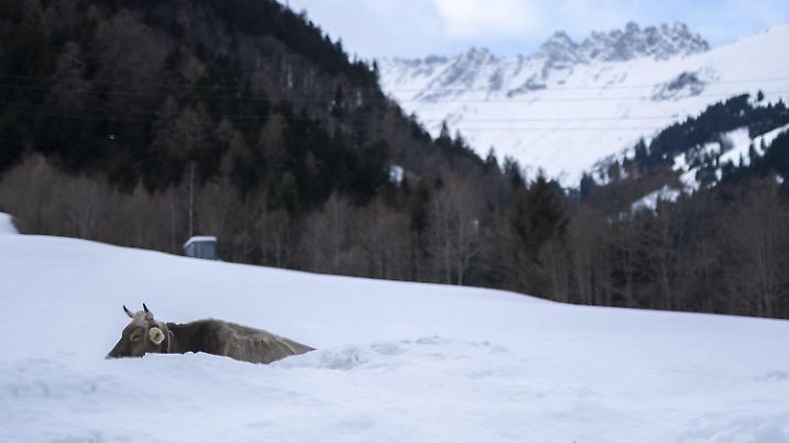 21.01.2021, Schweiz, Vasön: Eine Kuh geht auf einem Hügel zwischen hoch aufgetürmtem Schnee hindurch. In St. Gallen fiel in den letzten Tagen Rekordmengen an Schnee. Foto: Gian Ehrenzeller/KEYSTONE/dpa +++ dpa-Bildfunk +++