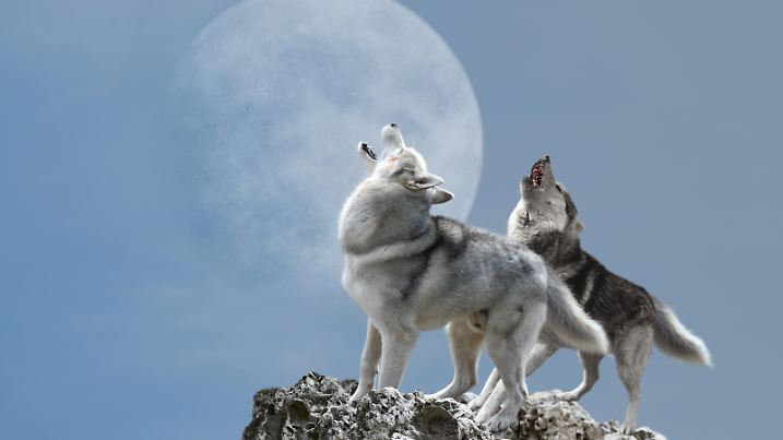 A pair of wolves singing their melancholy song for the moon