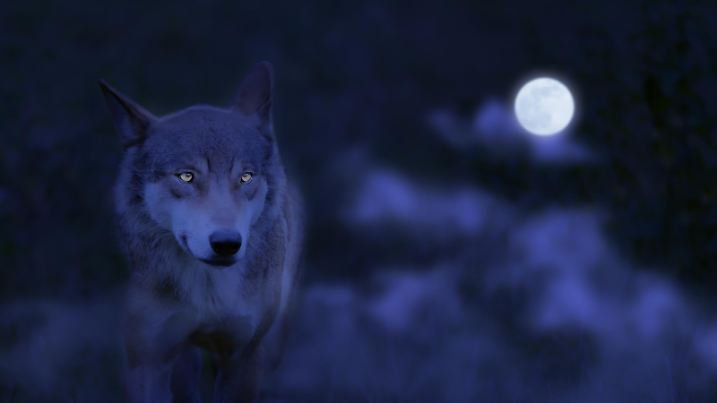 close up of a running wolf from the front at night and full moon, power of a beautiful hunter with attentive eyes in the forest, animal concept