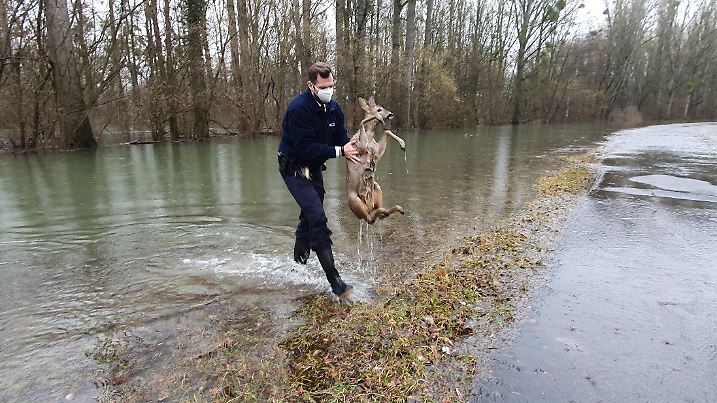 HANDOUT - 30.01.2021, Rheinland-Pfalz, Wörth: Ein Beamter der Wasserschutzpolizei Germersheim rettet ein Reh aus dem vom Hochwasser überfluteten Vorland nahe des Deichwegs zwischen Wörth und Jockgrim. Die Polizisten retteten insgesamt zwei Rehe, die kurz vor dem Ertrinkungstod standen, und brachten sie an Land. Foto: -/Wasserschutzpolizei Station Germersheim/dpa - ACHTUNG: Nur zur redaktionellen Verwendung im Zusammenhang mit der aktuellen Berichterstattung und nur mit vollständiger Nennung des vorstehenden Credits +++ dpa-Bildfunk +++