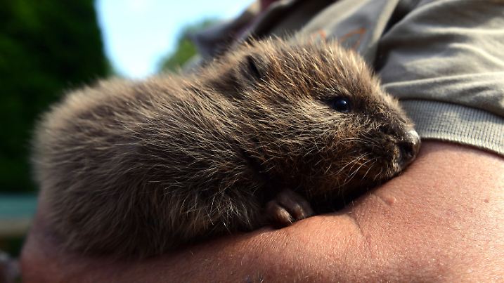 Der drei Monate alte Biber "Momo" liegt am 10.07.2013 in Klein Offenseth-Sparrieshoop (Schleswig-Holstein) in der Wildtierstation Hamburg auf dem Arm des Staionsleiters Christian Erdmann. Biberbaby Momo wurde nach dem Hochwasser verwaist auf einem Deich bei Lauenburg gefunden. Foto: Axel Heimken/dpa (zu dpa-Meldung vom 11.07.2013) +++(c) dpa - Bildfunk+++