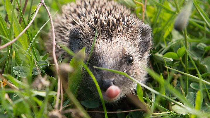 26.09.2015, Thüringen, Erfurt: Ein Igel sitzt im Gras. (zu dpa ««Unsere Igel leiden große Not» - Tierschützer raten zu Fütterung») Foto: Sebastian Kahnert/dpa-Zentralbild/dpa +++ dpa-Bildfunk +++