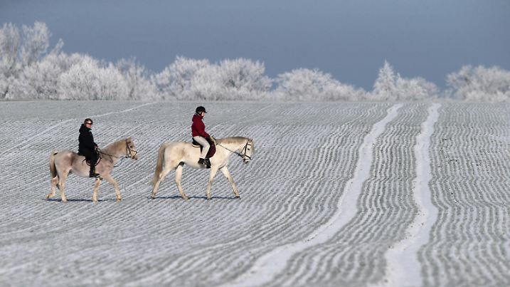 31.01.2021, Bruchmuehle, Brandenburg, GER - Frauen machen im Winter bei Schnee einen Ausritt. MRyes, 20-30 Jahre, 50-60 Jahre, Amateursport, ausreiten, Ausritt, Breitensport, eisig, entspannen, Entspannung, erholen, Erholung, Frauen, Freizeit, Freizeitpferde, Freizeitreiten, Freizeitreiterin, Freizeitsport, Frost, frostig, Gangart, Gelaenderitt, Jahreszeit, Kaelte, kalt, Landschaft, Landschaftsaufnahme, Mutter, Natur, Neuschnee, Pferde, Pferdesport, Raureif, Reiten, Reiterin, Reitpferde, Reitsport, Schnee, schneebedeckt, Schritt, Sport, Tochter, Unternehmung, verschneit, Winter, Textfreiraum, Feld, Acker, Ferne, Weite, Horizont 210131D523BRUCHMUEHLE.JPG *** 31 01 2021, Bruchmuehle, Brandenburg, GER Women go for a ride in winter with sno