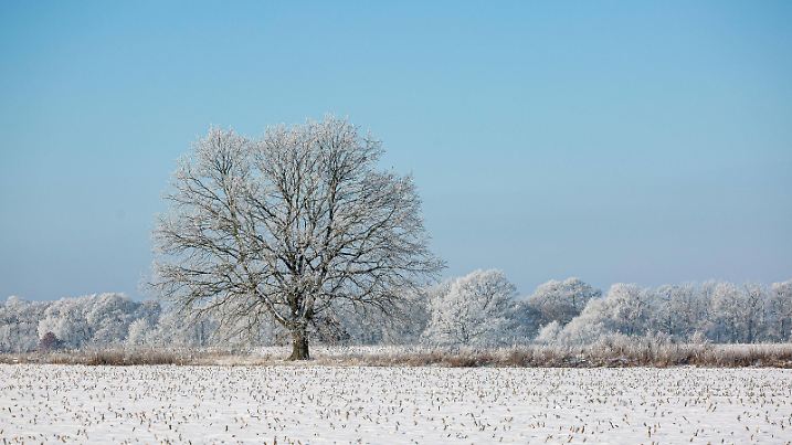  Eingeschneite und gefrorene Gräser, Blätter und Bäume am 31. Januar 2021 auf einem Feld bei Stahnsdorf in Brandenburg. Winter in Brandenburg *** Snowed and frozen grasses, leaves and trees on a field near Stahnsdorf in Brandenburg winter in Brandenburg on 31 January 2021