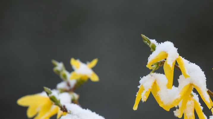 Die Blüten einer Forsythie sind am 18.04.2017 in Schmitten-Hegewiese im Taunus (Hessen) von Schnee bedeckt. Foto: Frank Rumpenhorst/dpa +++(c) dpa - Bildfunk+++