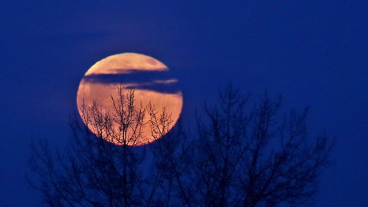30.12.2020, Bayern, Bad Wörishofen: Der aufgehende Vollmond leuchtet hinter Bäumen am Abendhimmel. Foto: Karl-Josef Hildenbrand/dpa +++ dpa-Bildfunk +++