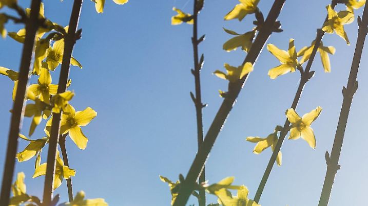 Eine blühende Forsythie im Sonnenschein bei blauem Himmel am 28. März 2017 in Eitorf. Blühende Forsythie
a Blooming Forsythia in Sunshine at blue Heaven at 28 March 2017 in Eitorf Blooming Forsythia