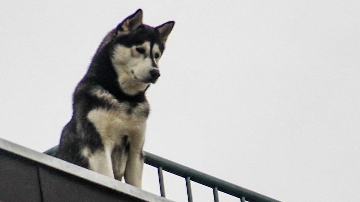 dpatopbilder - 02.12.2020, Nordrhein-Westfalen, Krefeld: Husky Esko schaut vom Dach eines Wohnhauses herab. (zu dpa «Husky hält auf Dach Ausschau nach Besitzerin - Feuerwehreinsatz») Foto: Alex Forstreuter/dpa +++ dpa-Bildfunk +++