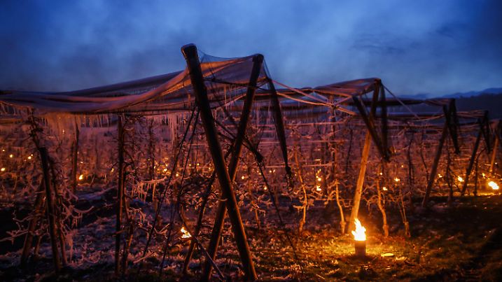 24.03.2020, Österreich, Ilztal: In einer Obstplantage im Ilztal versuchen Bauern, mit Eisberegnung und Parafin-Öfen den Spätfrost abzumildern. Foto: Erwin Scheriau/APA/dpa +++ dpa-Bildfunk +++