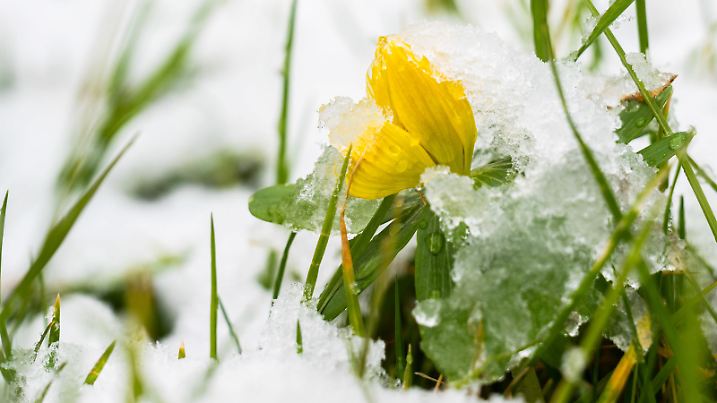09.03.2021, Niedersachsen, Laatzen: Schnee liegt auf Winterlingen in einem Garten. Foto: Julian Stratenschulte/dpa +++ dpa-Bildfunk +++