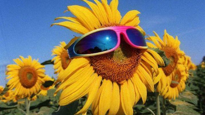 Berlin: Selbst den Sonnenblumen scheint die andauernde Hitze allmählich zu viel zu werden - auf einem Schlag bei Lindenberg nordöstlich von Berlin haben die Sonnenanbeter damit begonnen, Brillen zu tragen. Während die Pflanzen nur logisch reagieren, haben die "Wetterfrösche" beim Deutschen Wetterdienst in Offenbach für den Extremsommer eine wissenschaftliche Erklärung parat: Eine Westwindzone, die noch im Juni als Hitze-Blockade im Norden wirkte, ist in Richtung Polargebiet gezogen und gibt Norddeutschland und Skandinavien für Hochdruckeinflüsse frei.   (Ber20-250794)