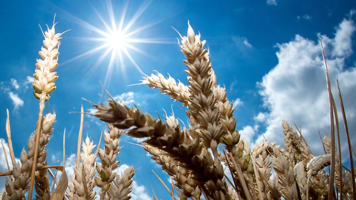 dpatopbilder - 06.07.2018, Niedersachsen, Giesen: Getreideähren stehen auf einem Feld. In vielen Regionen war das Wetter in diesem Frühjahr zu trocken - Landwirte fürchten eine schlechte Ernte. Foto: Hauke-Christian Dittrich/dpa +++ dpa-Bildfunk +++