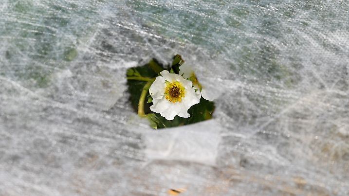 ARCHIV - Die Blüten einer Erdbeerpflanze sind am 20.04.2017 auf einem Feld bei Hofheim am Taunus (Hessen) durch ein Loch in einem Vlies zu sehen. Wegen der ungewöhnlich kalten Nächte müssen die Obst- und Gemüsebauern Frostschutzmaßnahmen ergreifen, um Ernteausfälle zu vermeiden. (zu dpa "Erdbeerbauern klagen über Frostschäden" am 29.04.2017) Foto: Arne Dedert/dpa +++(c) dpa - Bildfunk+++