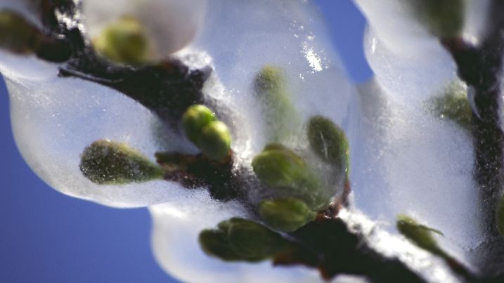 DEU, 2006: Obstbaumknospen werden durch kuenstliche Vereisung vor Nachtfrost geschuetzt. Tauen die Blueten unter schuetzenden Eisschicht langsam auf, koennen Schaeden vermieden werden (Schutzvereisung). [en] Fruit tree buds protected against night frost by artificially ice covering. | DEU, 2006: Fruit tree buds protected against night frost by artificially ice covering. |