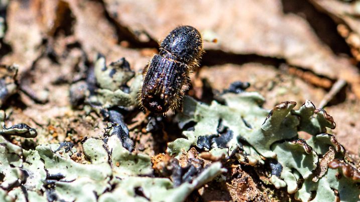 ARCHIV - 12.06.2020, Bayern, Neuschönau: Klein, aber schädlich für die Fichte: ein Borkenkäfer im Bayerischen Wald. In diesem Jahr sind die von den Insekten verursachten Schäden im Staatswald erstmals seit Jahren zurückgegangen. Foto: Armin Weigel/dpa +++ dpa-Bildfunk +++