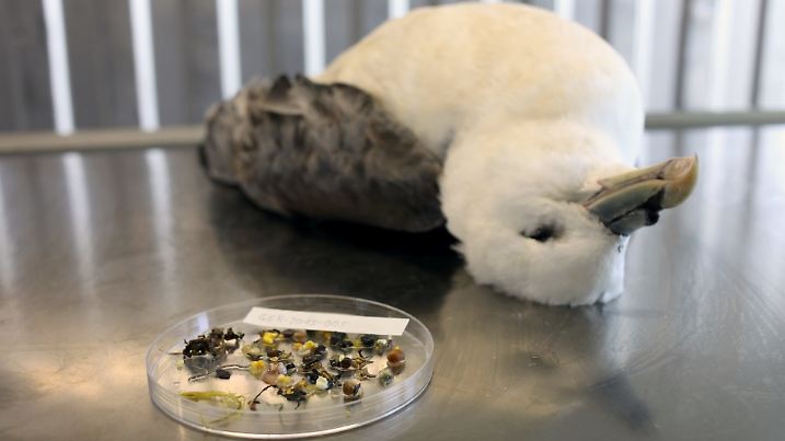 Magenanalyse bei EissturmvÃ¶geln (lat.: Fulmarus glacialis, engl.: Fulmar) durch das Forschungs- und Technologie Zentrum (FTZ) der Uni Kiel in BÃ_sum: Die gefundenen Plastikpartikel sind Indikator der PlastikmÃ_llbelastung in der Nordsee generell, sterben aber im Gegensatz zu manch anderen Tieren meist nicht daran, weil ihr Magen Kunsstoffteile zerkleinern und ausscheiden kann. Hier: Toter Vogel neben dem Mageninhalt eines Artgenossen voller Plastikpartikel. . BÃ_sum, Schleswig-Holstein, Deutschland, 15.08.2014 | Verwendung weltweit