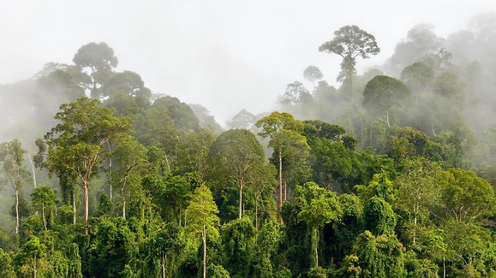 Treetops of Dense Tropical Rainforest With Morning Fog Located Near The Malaysia-Kalimantan Border