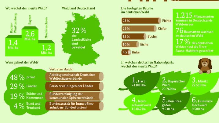 Wald in Zahlen fakten 