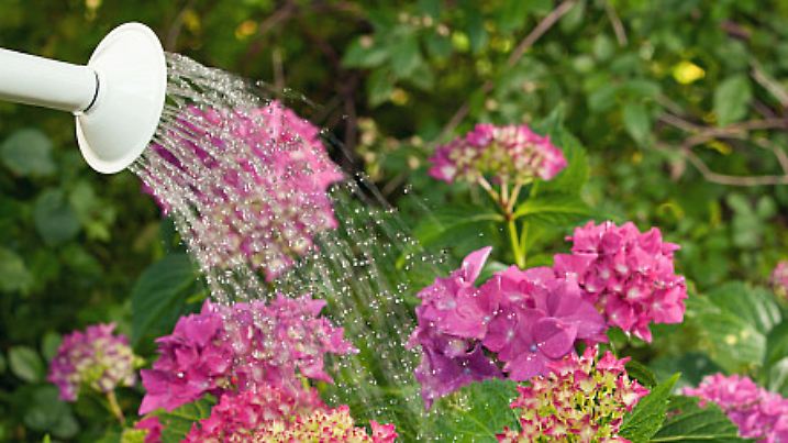 Blumen gieÃŸen im Garten
