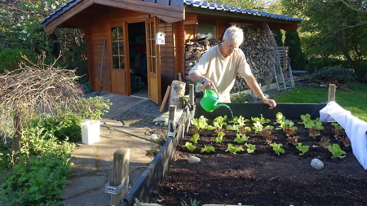 Hobbygaertner giesst junge Salatpflanzen im Hochbeet mit einer Giesskanne, Deutschland hobby gardener watering young lettuces in a raised bed with a watering can, Germany BLWS639831 *** Hobby gardener watering young lettuces in a raised bed with a watering can, Germany BLWS639831 Copyright: xblickwinkel/E.xTeisterx 