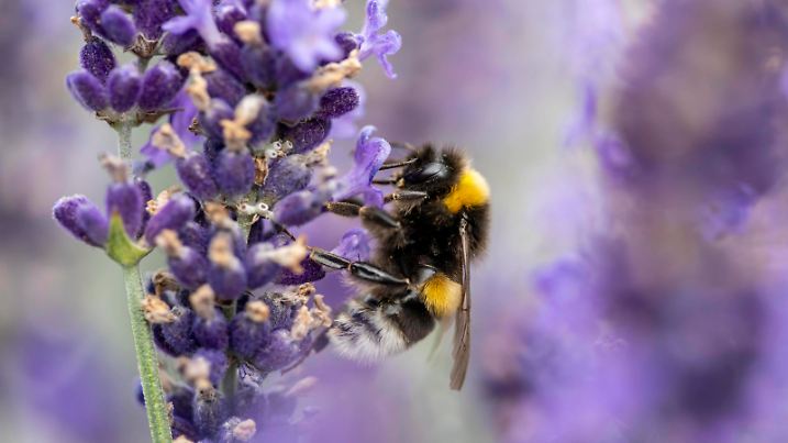Hummel, Erdhummel auf einer Lavendelblüte, Hummeln *** Bumblebee, earth bumblebee on a lavender flower, bumblebees