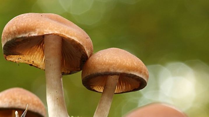 Nadelholz-Haeubling (Galerina marginata), Gruppe auf Moos | funeral bell (Galerina marginata), group on moss