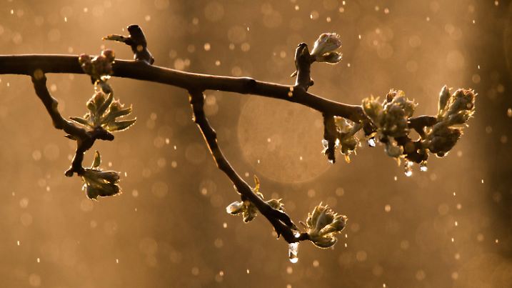 15.04.2021, Niedersachsen, Laatzen: Wasser und Eis glänzen im Licht der aufgehenden Sonne auf Apfelbäumen, während diese bei Temperaturen unter dem Gefrierpunkt künstlich beregnet werden. Viele Obstplantagen in Niedersachsen werden derzeit nachts beregnet um Frostschäden an den Blüten zu verhindern. Der April ist im Jahr 2021 außerordentlich kalt. Laut Deutschen Wetterdienst DWD liegt die derzeitige Durchschnittstemperatur für Deutschland bei gerade einmal 5 Grad und damit 4 Grad unter dem neuen vieljährigen Mittelwert von 1991 bis 2020. Foto: Julian Stratenschulte/dpa +++ dpa-Bildfunk +++