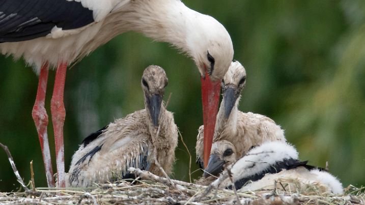 20.05.2020, Hessen, Biebesheim: Ein Storch versorgt seinen Drillings-Nachwuchs. Nach Beobachtung von Naturschützern ist die Zahl der Storchen-Brutpaare in diesem Jahr auf rund 800 gestiegen. Im Juni könnte es mit insgesamt rund 4000 Tieren so viele Weißstörche in Hessen geben wie seit 200 Jahren nicht mehr. (Zu dpa "Zuwachs für Störche in Hessen - mindestens 800 Brutpaare" vom 24.05.2020) Foto: Boris Roessler/dpa +++ dpa-Bildfunk +++