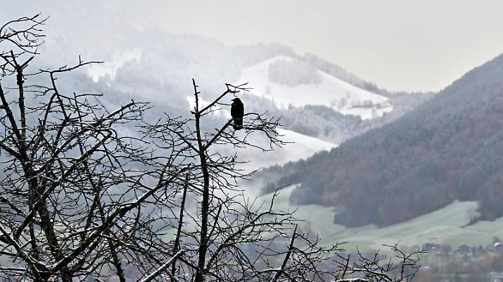  Erster Schnee in Bayern. Der schwarze Rabe blickt erstaunt auf die weißen Bergausläufer , Winterbeginn im bayerischen Voralpenland. Ruhpolding Bayern Deutschland *** First snow in Bavaria The black raven looks astonished at the white mountain foothills , beginning of winter in the Bavarian alpine foothills Ruhpolding Bavaria Germany Copyright: xRolfxPossx