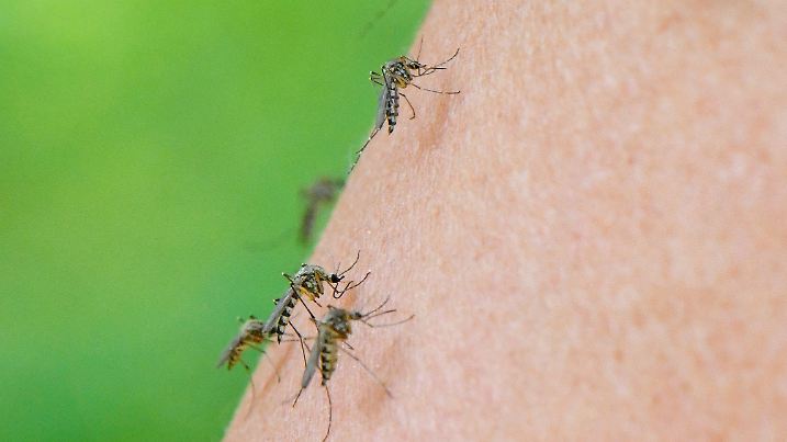 ARCHIV - 19.07.2020, Brandenburg, Frankfurt (Oder): Mehrere Mücken der Art Aedes vexans sind auf dem Arm einer Frau zu sehen. (zu dpa "Sommer, Sonne, Stechmücke - Wetter günstig für die Brut") Foto: Patrick Pleul/dpa-Zentralbild/dpa +++ dpa-Bildfunk +++