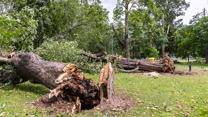 Unwetterschäden sorgen in Stuttgart noch immer für Fassungslosigkeit. Zwei Tage nach Sturm und Starkregen dauern die Aufräumungsarbeiten im Oberen Schlossgarten an. 15 alte Bäume wurden entwurzelt, zahlreiche Astbrüche sind zu beklagen. Zudem wurde das Kupfer-Dach des Opernhauses teilweise abgedeckt, auch eine Statue ist abgestürzt. // 30.06.2021: DEU, Deutschland, Baden-Württemberg, Stuttgart. 