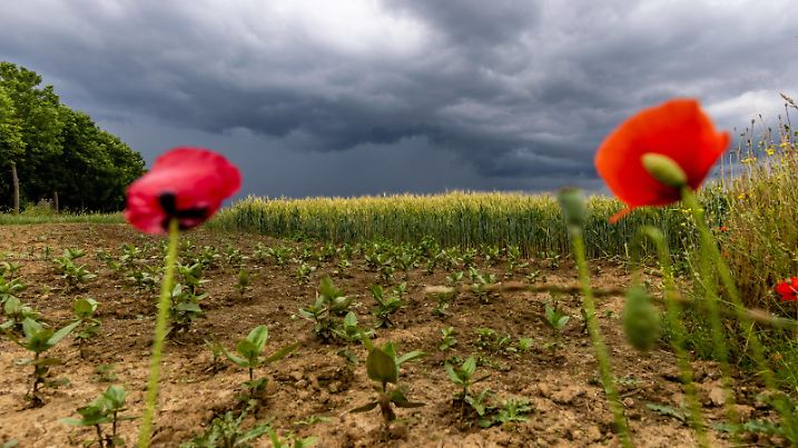  Gewitter in Hessen Dunkle Wolken eines Gewitters über der Wetterau sind von Bad Homburg aus über einem Kornfeld zu sehen. Der Deutsche Wetterdienste hatte eine Unwetterwarnung der höchsten Stufe ausgegeben., Bad Homburg Deutschland *** Thunderstorm in Hesse Dark clouds of a thunderstorm over the Wetterau are seen from Bad Homburg over a cornfield The German Weather Service had issued a severe weather warning of the highest level , Bad Homburg Germany