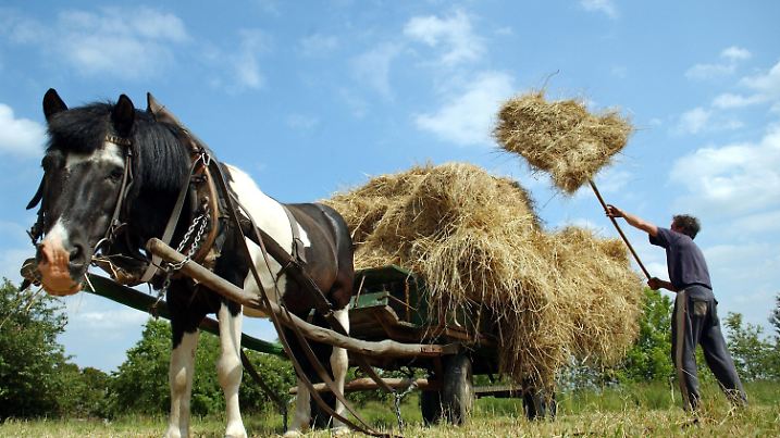 Petersdorf (Brandenburg): Der Hobby-Landwirt Bodo Steinicke aus dem brandenburgischen Petersdorf nahe Frankfurt (Oder) belädt am 07.06.2004 einen Pferdewagen mit Heuballen. Unterstützung bekommt Bodo Steinicke von dem Pony Seppel, das den vollen Wagen nach Hause ziehen wird. (FFO40-080604)