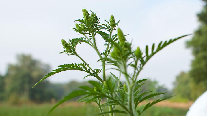 ARCHIV  - Mit Schutzanzug, Handschuhen und Feinstaubmaske ausgerüstet beseitigt ein angehender Forstwirt im Forstrevier Dammendorf bei Müllrose (Landkreis Oder-Spree) Beifuß-Ambrosiapflanzen (Ambrosia artemisifolia), aufgenommen am 27.08.2009. Die Ambrosia ist in Deutschland alles andere als beliebt: Allergikern verlängert sie die Schniefsaison und verdrängt heimische Pflanzen. Das Bittere: Ausgerechnet an Straßen nimmt sie richtig Fahrt auf. Widerstand ist nicht zwecklos - aber noch zaghaft. (zu dpa "Wo die Ambrosia so richtig aggressiv wird" vom 06.06.2017) Foto: Patrick Pleul/dpa-Zentralbild/dpa +++(c) dpa - Bildfunk+++