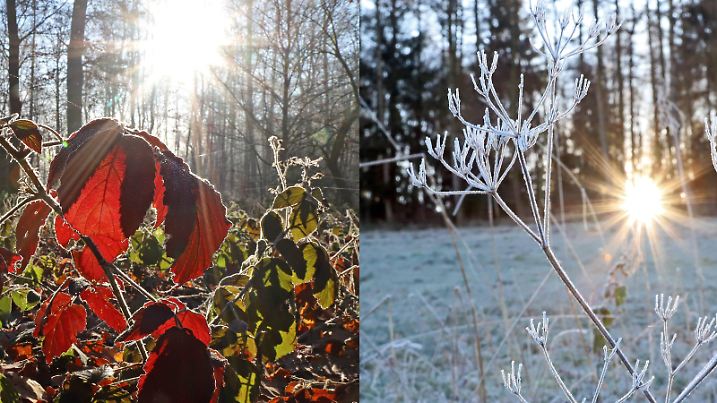 Ein kalter Wintermorgen in Siegen-Oberschelden, Gefrorene Blaetter, Wald im Gegenlicht Winter im Siegerland am 28.12.2018 in Siegen/Deutschland. *** A cold winter morning in Siegen Oberschelden Frozen leaves forest in backlight Winter in Siegerland on 28 12 2018 in Siegen Germany  