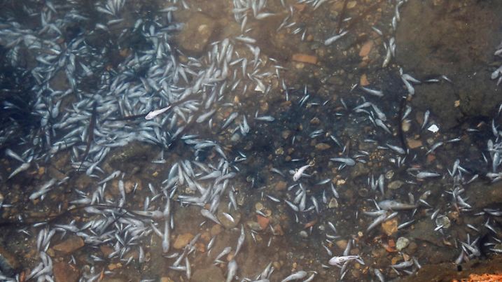 Dead fish are seen in the Marchamalo canal, La manga del Mar Menor, Murcia, Spain, August 20, 2021. REUTERS/Eva Manez         NO RESALES. NO ARCHIVES.