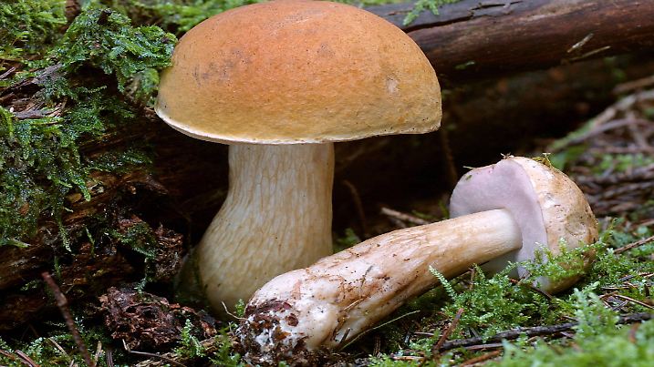 Gallenroehrling (Tylopilus felleus), Fruchtkoerper | bitter bolete (Tylopilus felleus), fruiting bodies