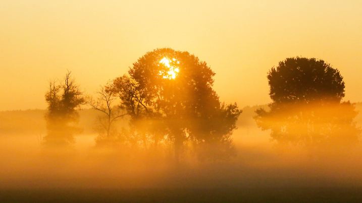 03.09.2021, Baden-Württemberg, Riedlingen: Die Sonne geht am Morgen im Nebel hinter einem Baum auf. Foto: Thomas Warnack/dpa +++ dpa-Bildfunk +++