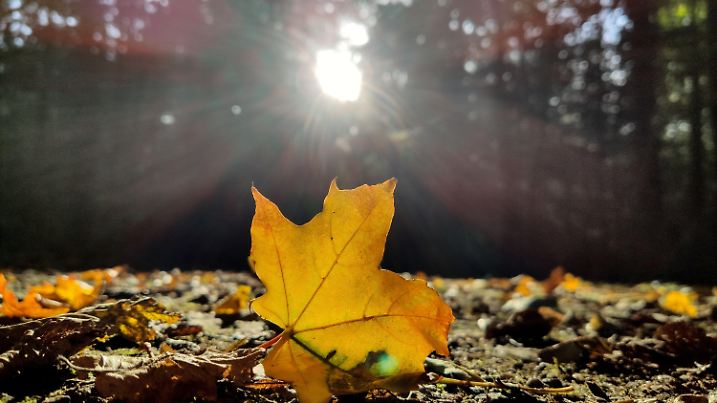 13.10.2019, Baden-Württemberg, Freiburg: Ein herbstlich verfärbtes Blatt liegt im Wald in der Sonne. Foto: Patrick Seeger/dpa +++ dpa-Bildfunk +++